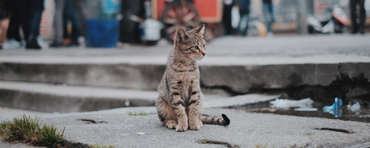 猫冬天可以养在室外吗 你想过后果能承受吗？猫冬天可以养在室外吗 你想过后果能承受吗？