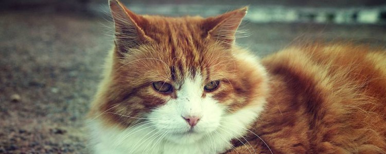 猫可以活多久 猫咪的生存市场你记住了吗？猫可以活多久