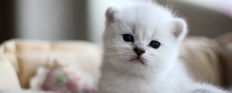 一个月小猫大概要喝多少奶 小奶猫这样才能养活一个月小猫大概要喝多少奶 