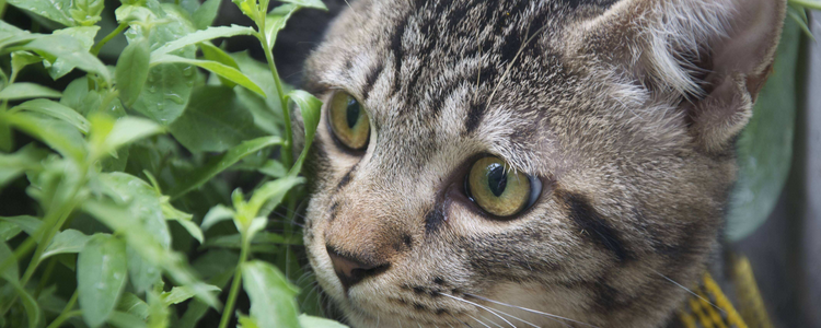 中国狸花猫多少钱一只 这只猫价钱非常划算了中国狸花猫多少钱一只