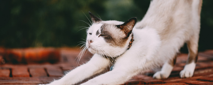 猫后背一抽一抽的 你有多久没为它驱虫了？猫后背一抽一抽的 你有多久没为它驱虫了？