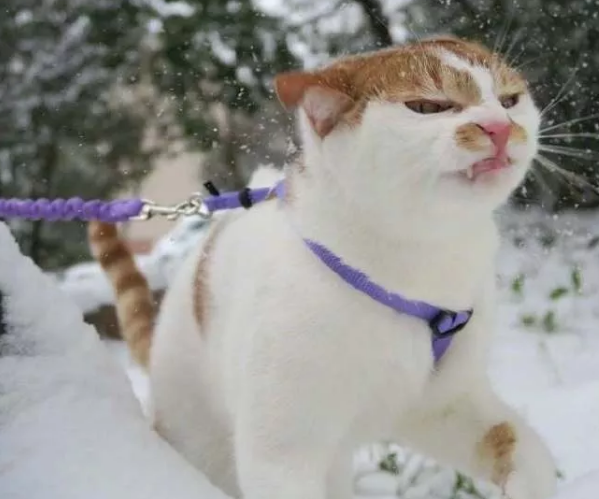 北京蓝色暴雪预警 看看这些猫*次见到雪的反应吧！北京蓝色暴雪预警 看看这些猫*次见到雪的反应吧！