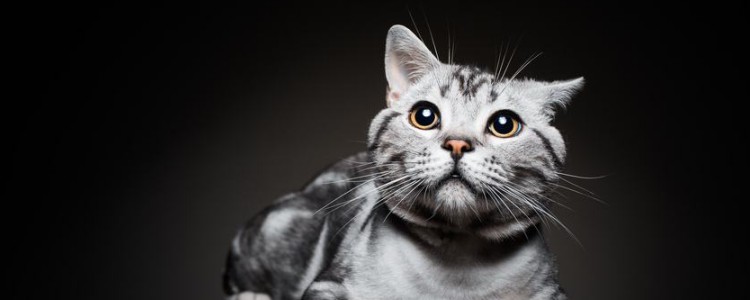 猫智商排名前十 你的猫咪上榜了吗？