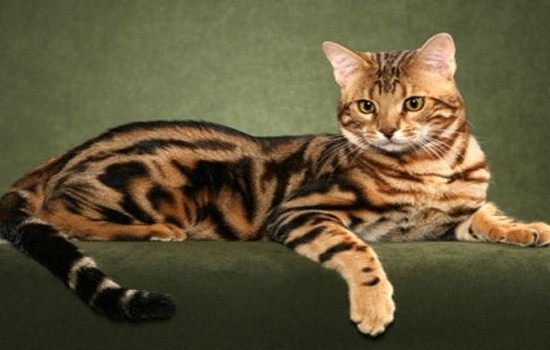 十大贵族猫 你的猫属于贵族猫吗？十大名贵猫 你的猫足够名贵吗？十大名贵猫 你的猫足够名贵吗？