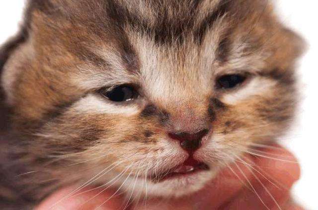 猫尿结石症状 如何预防猫咪尿结石？