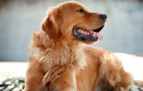 狗如何表达情绪 狗狗的每个动作都是在向你传递情绪信息！狗如何表达情绪