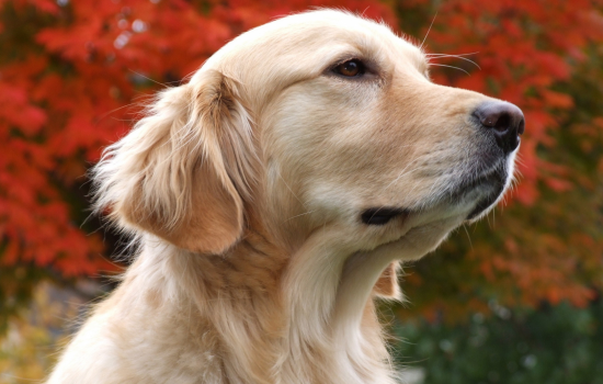 狗如何表达情绪 狗狗的每个动作都是在向你传递情绪信息！狗如何表达情绪