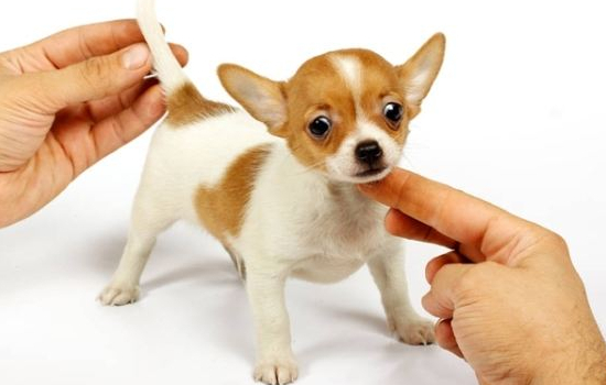 狗狗口臭怎么办 ？ 两种方法解决狗狗口腔问题！