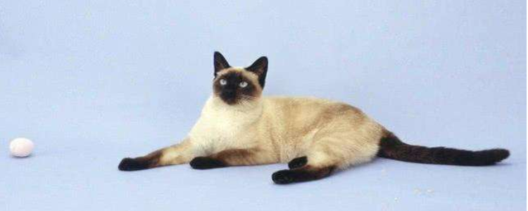 暹罗猫纯种辨认 纯种暹罗你认出来了吗？