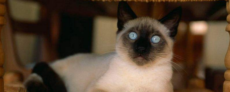 暹罗猫能活几年 寿命和你是否精心饲养有很大的关系！