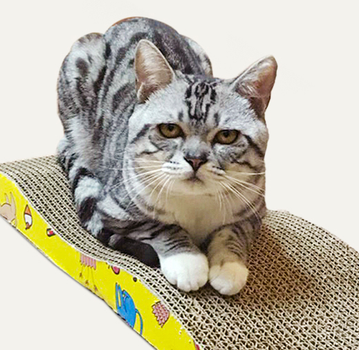 猫抓板什么材质比较好 挑选猫抓板这些你懂吗？