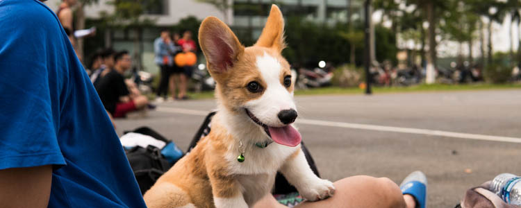 柯基幼犬怎么养,需要注意些什么?