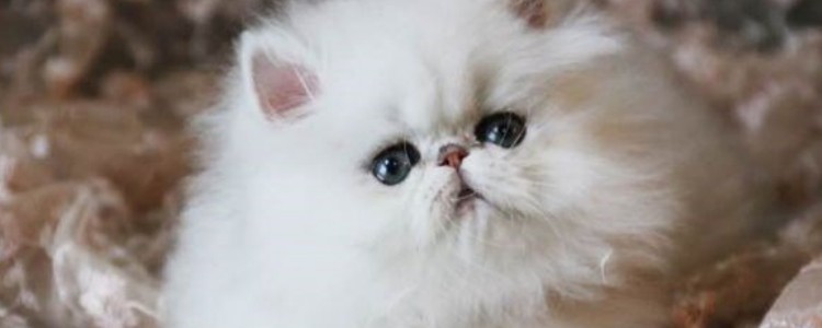 黑暗中小猫咪的眼睛是什么样的 是发光的！