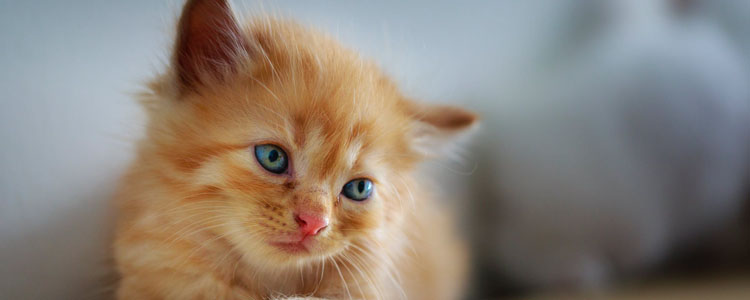 猫用鼻子喷气是什么意思 是生气了吗