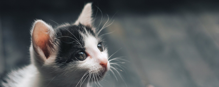 猫会不会感染鼠疫 应如何预防？