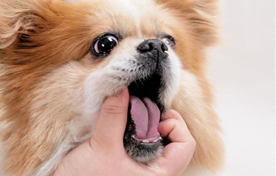 狗的舌头有什么特点 这些你一定不知道！