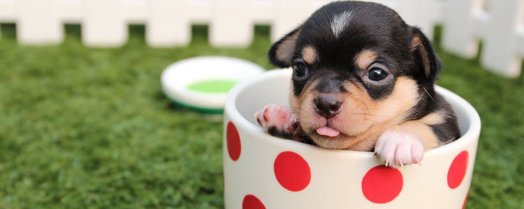 狗狗喝什么水好 矿泉水真的是贵又好吗？