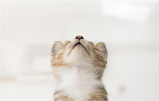 猫腹水会传染其他猫吗 猫腹水和猫传腹的区别