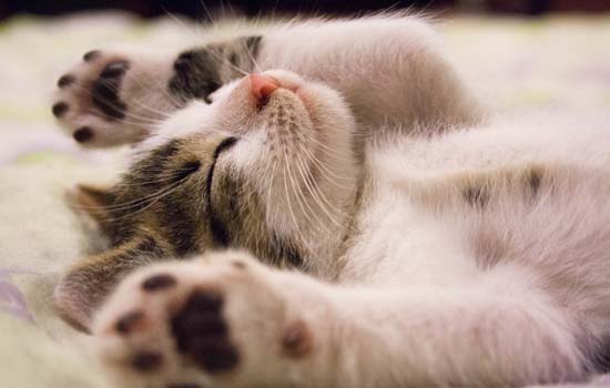 猫为什么喜欢趴着睡觉会打嗝