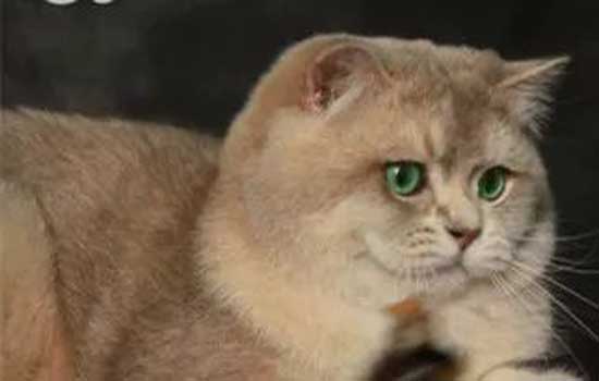 猫能吃核桃仁吗 猫咪*不能吃核桃！