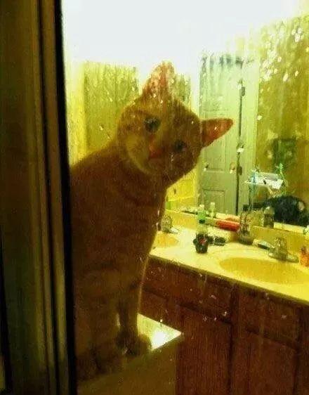 猫为什么喜欢偷看主人洗澡 猫为什么喜欢守着人洗澡