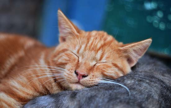 为什么猫咪喜欢趴在主人身上睡觉