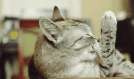 小猫为什么爱舔自己的爪子 猫为什么喜欢舔自己的前爪