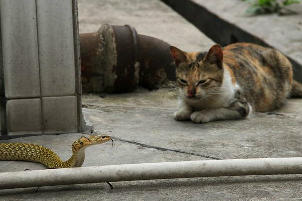 猫为什么看见蛇就愤怒 猫是蛇的天敌