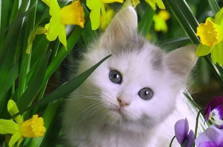 养猫为什么不能养百合 猫为什么不能碰百合花
