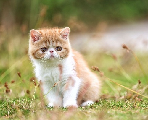 加菲猫为什么一直排软便 原因可能有三点