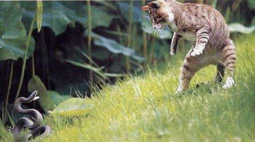 猫为什么不怕眼镜蛇 猫的敏捷性极高