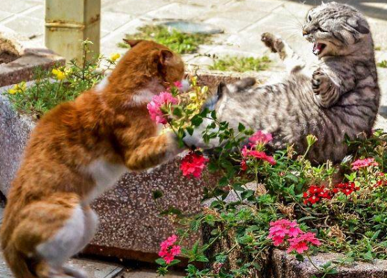 流浪猫为什么要互相打架呢 怎么阻止猫咪打架