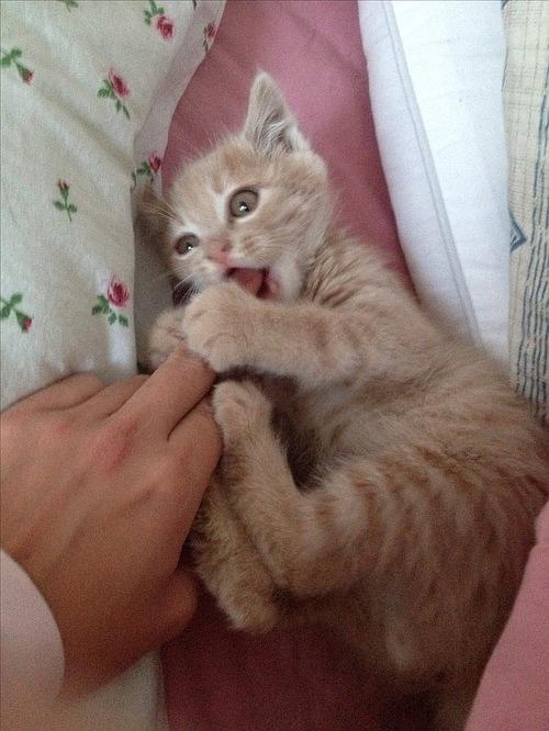 小幼猫为什么喜欢咬我手指头 从小没有养成好习惯