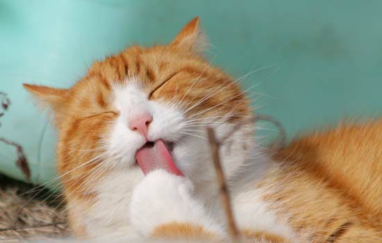 猫咪百合中毒早期症状 猫咪百合中毒了有什么表现