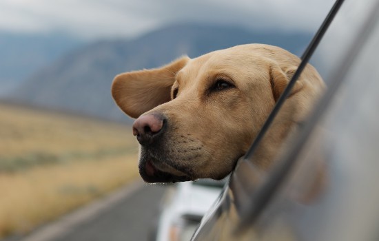 狗能放在汽车后备箱吗 狗放在汽车后备箱会死吗