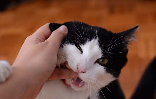 流浪猫为什么突然咬人 反思一下是不是你的行为伤害了它们