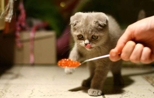 猫为什么吃生肉会吐 生肉不容易消化