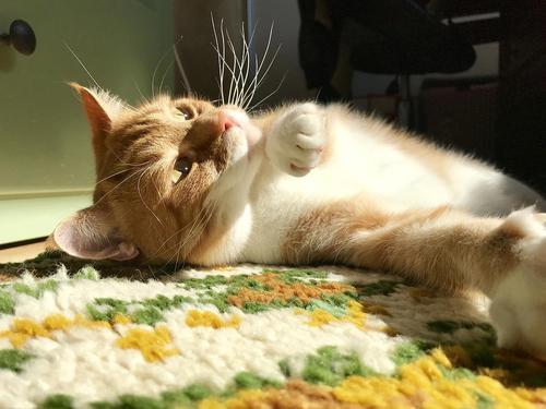 猫咪为什么喜欢晒太阳 猫咪晒太阳的好处