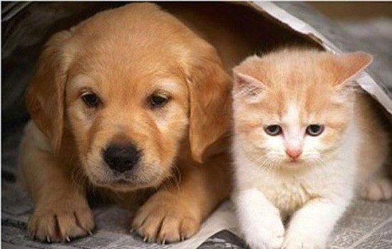 猫为什么发出狗生气的声音 猫和狗都是动物
