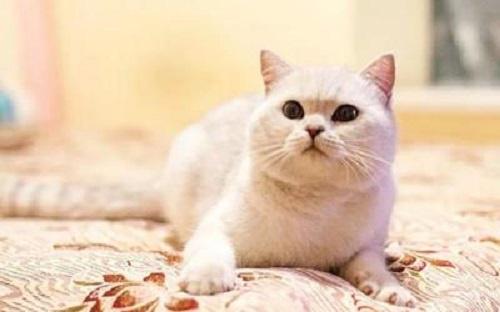 英短猫为什么有泪痕 每天清理英短猫的眼睛