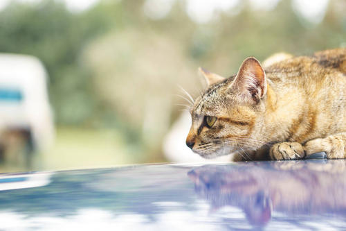 猫钻进引擎盖的后果 猫钻进汽车引擎盖怎么办