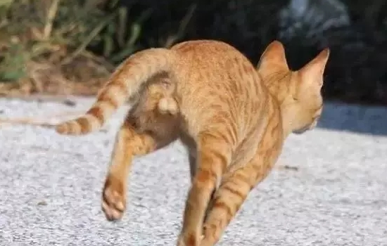 流浪猫为什么都是橘猫 野外生存能力更强