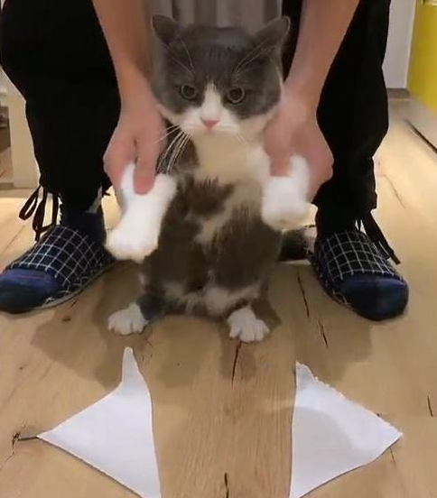 猫为什么怕粘毛纸 猫为什么碰到纸就一直跳