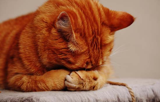 猫为什么眼泪是红色的 注意饮食和护眼