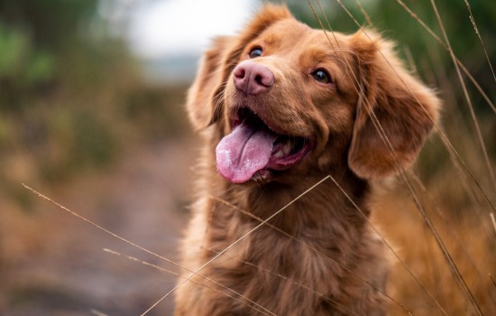 狗狗兴奋时的表现 狗狗兴奋是什么样子