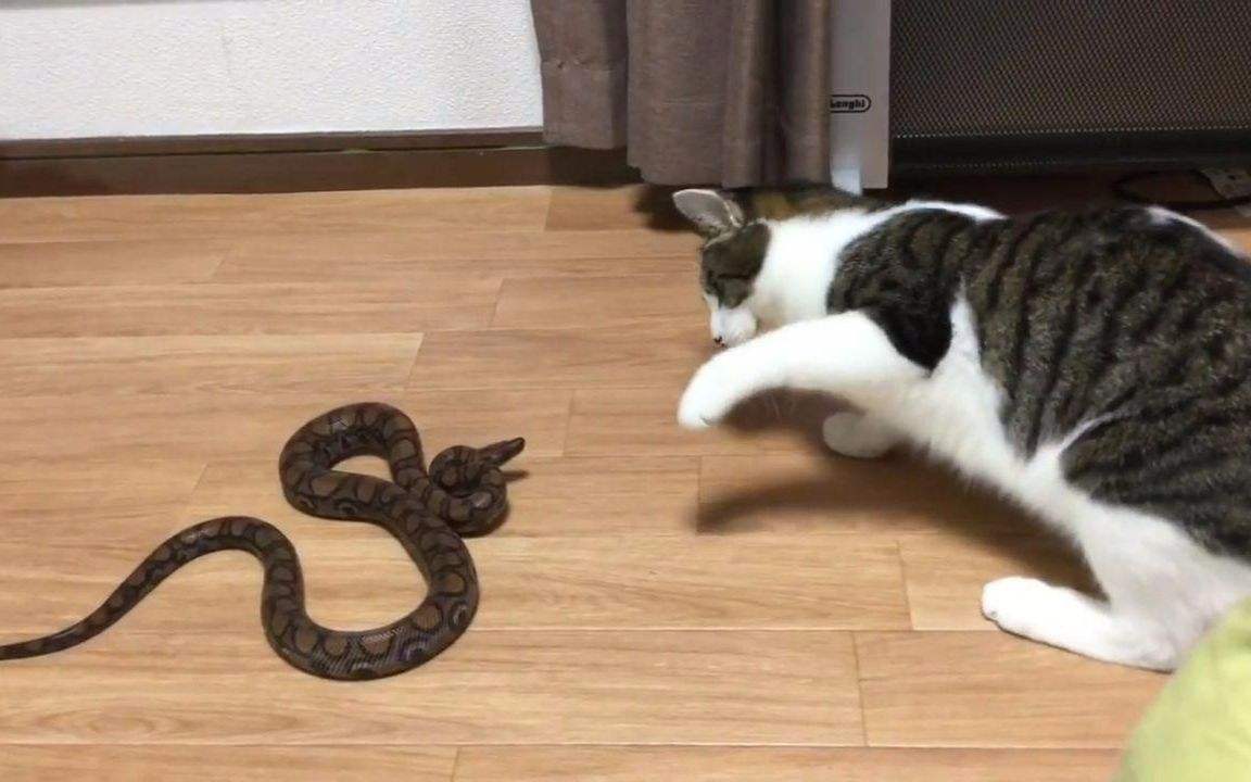 猫为什么喜欢和蛇打架 练捕食技巧