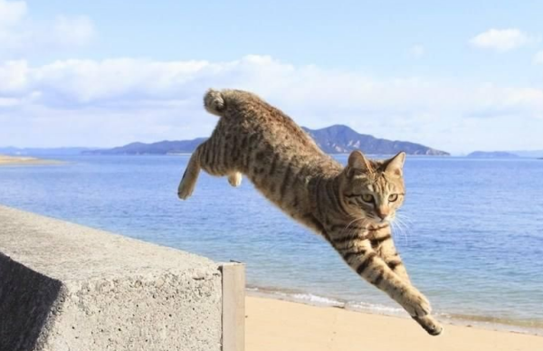 猫为什么从高空掉下总是脚着地 猫为什么落下来都是脚着地