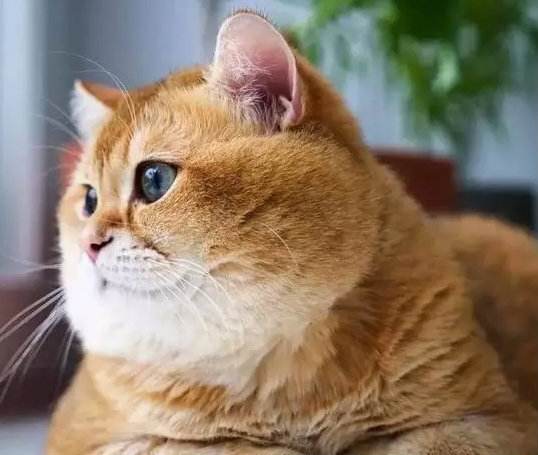 橘猫为什么都是公猫 受染色体影响