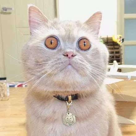 橘猫为什么都是黄眼睛 和遗传因素有关