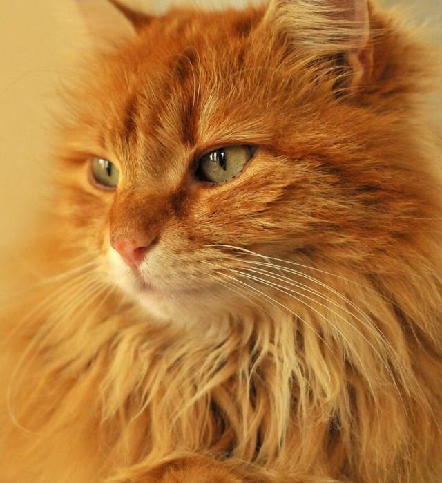 橘猫为什么毛长 为什么会有长毛橘